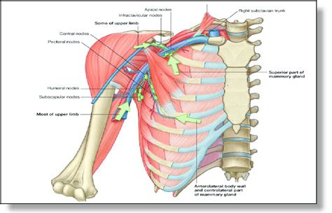 Axillary Lymph Nodes Anatomy Anatomy Diagram Book My XXX Hot Girl