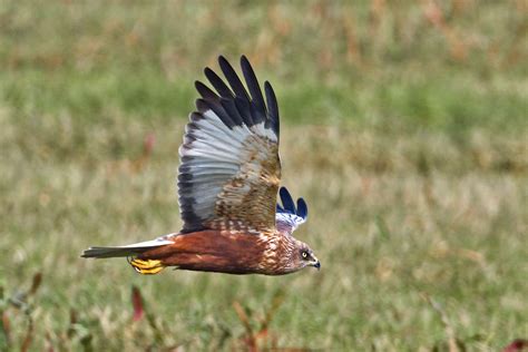 Peters Portfoliobird And Wildlife Photography Marsh Harrier