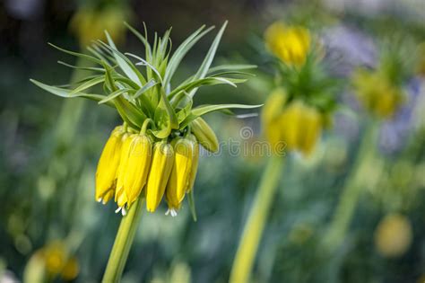 Fritillaria Imperialis Flowers Stock Image Image Of Garden Floral