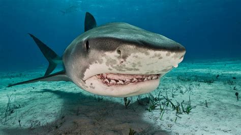 The Far Reaching Benefits Of Tiger Sharks For Climate Bbc Future