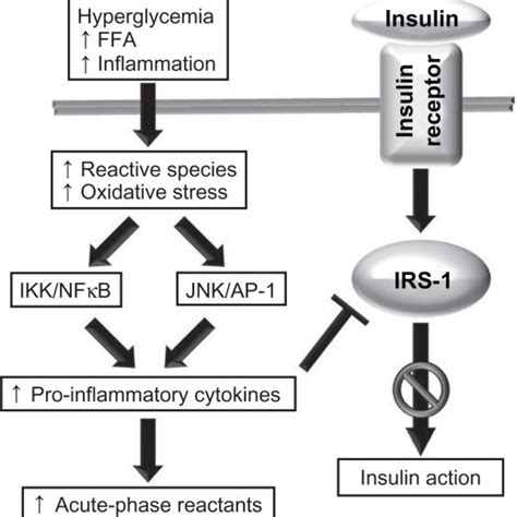 The Interaction Between Oxidative Stress Chronic Inflammation And The
