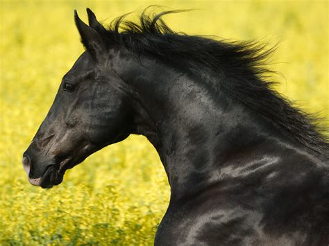 black horse cuadernodelopinionista