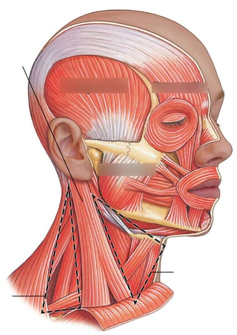 Face Muscles Lateral View Diagram Quizlet