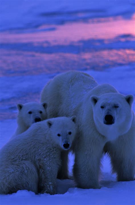 Newborn Polar Bear