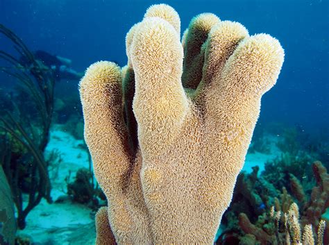 Pillar Coral Dendrogyra Cylindrus The Exumas Bahamas Photo 5