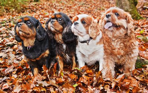 Download Wallpapers Cavalier King Charles Spaniel Autumn Puppies