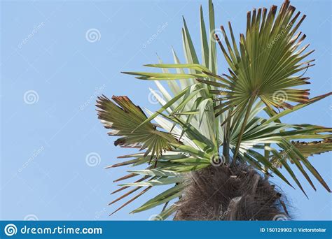 A Branch And Trunk Of A Palm Tree Against A Blue Sky On A