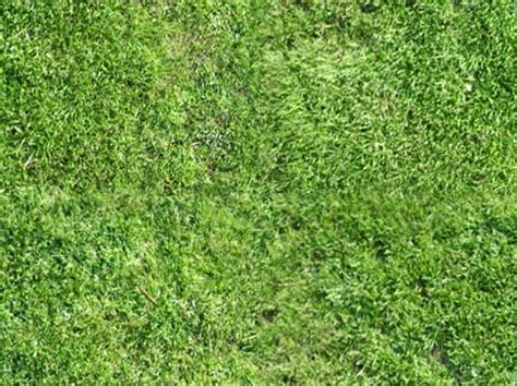 Free High Quality Grass Textures Collection