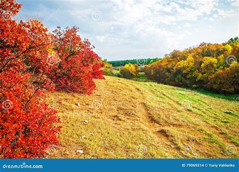 Autumn Landscape Yellowing Trees Nature Background Stock Photo