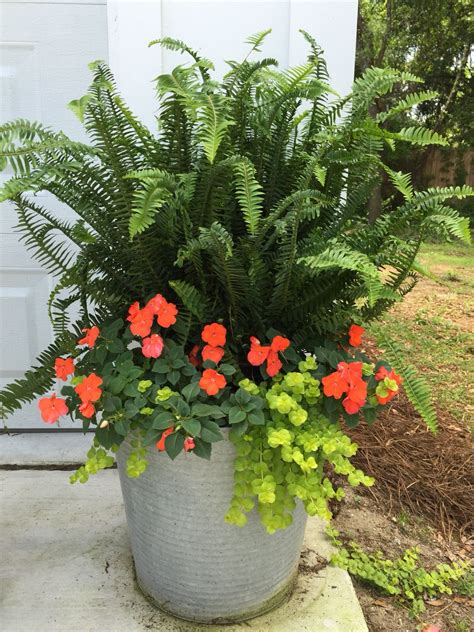 This Years Planters Kimberly Queen Ferns With Impatiens And Creeping