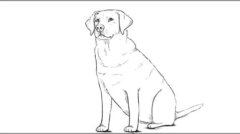 Continuous line drawing | adobe illustrator tutorial. PK Draw How to draw Labrador Dog - YouTube