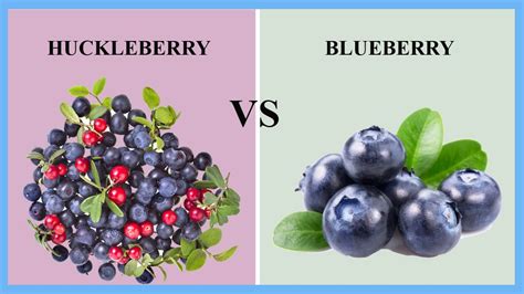 Blueberry Vs Huckleberry A Comparison