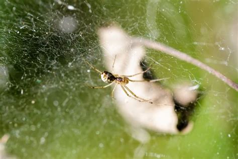 Maybe you would like to learn more about one of these? Money spiders: How they travel 100 miles to your home and why we think they make us rich ...