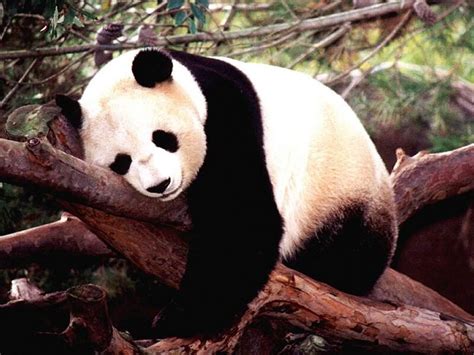 Funny Fat Panda Wallpaper Funny Animal