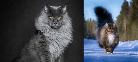 Babbling brooks maine coon cattery. Norwegian Forest Cat vs Maine Coon - Breed Comparison