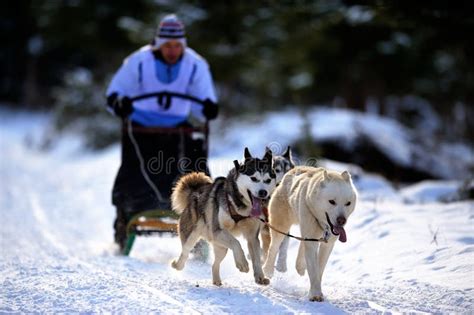 5599 Siberian Husky Sled Team Stock Photos Free And Royalty Free Stock