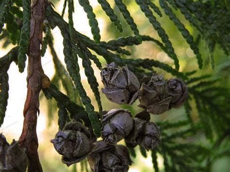 A Cedar Trees Seeds Catch My Eye In The Morning During A Photo Walk