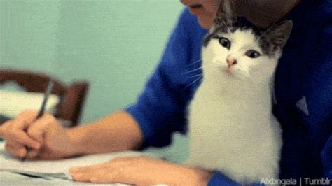 Cat Homework  Find And Share On Giphy