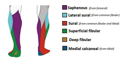 Common Peroneal Nerve