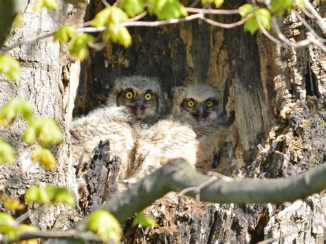 A Pair Of Baby Great Horned Owls Seems Surprised By My Presence