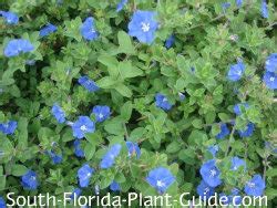 Those plants are actually members of the pelargonium species. Flowering Perennials for South Florida