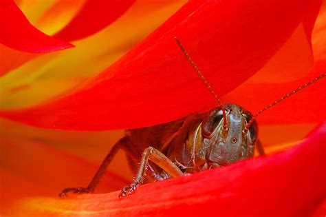 Wallpaper Red Insect Leaf Flower Petal Close Up Macro