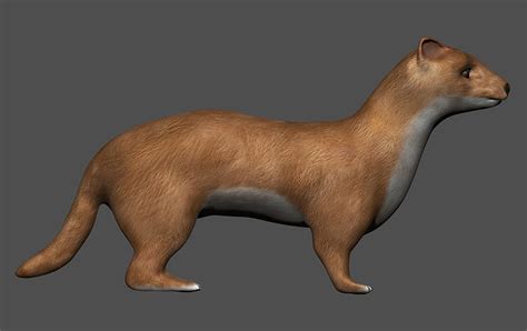 3d Model Weasel Vr Ar Low Poly Rigged Cgtrader