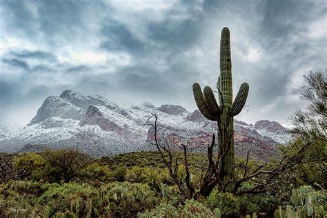 Sonoran Snow Photograph By Shelly Thompson