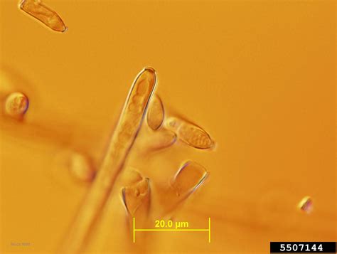 Scab Cladosporium Cucumerinum