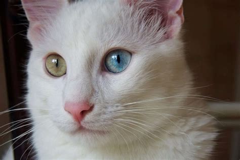 Feline 411 All About White Cats Cattitude Daily