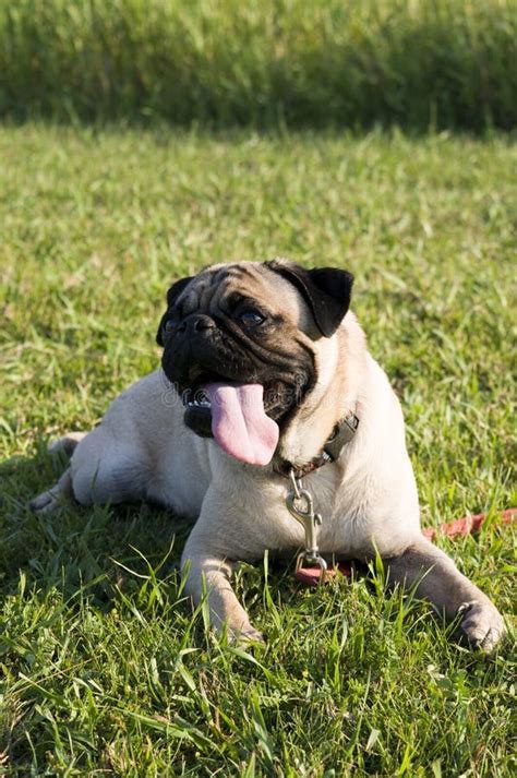 Pug With Tongue Hanging Out Stock Image Image Of Tongue Hanging