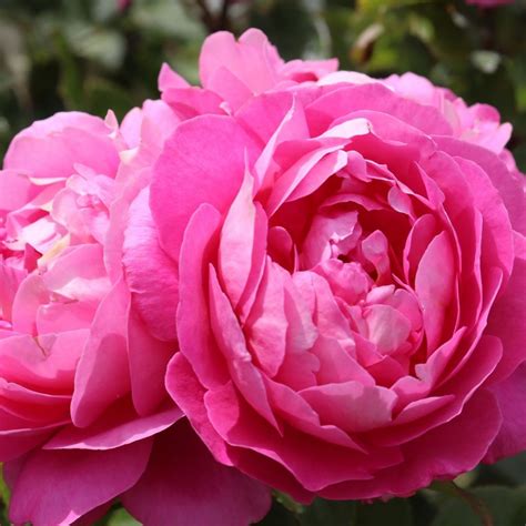 Madame Delbard 3ft 90cm Standard Rose Potted Roses Victoria