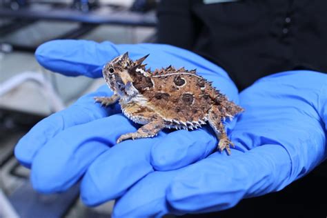 Texas Horned Lizard Conservation Coalition Meeting Texan By Nature