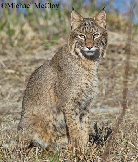 Tennessee Watchable Wildlife Bobcat Hunted