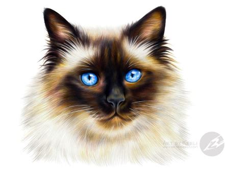 Ragdoll Cat Drawing At Getdrawings Free Download