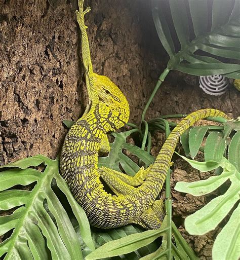 Yellow Tree Monitor V Reptiles