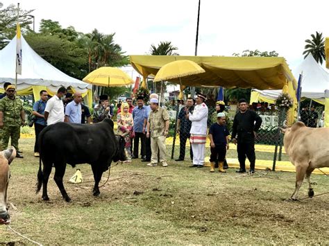 Sultan Kelantan Kurnia Tiga Ekor Lembu Seberat Kg Untuk Korban