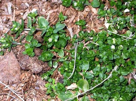 Identifying weeds and perennials in spring can be tricky. Garden Weeds: How To Identify And Eliminate Them ...