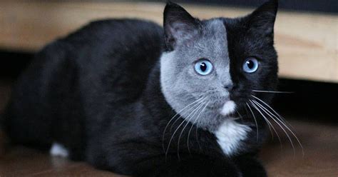 Two Faced Cats Are A Rare Sight And Their Striking Features Continue