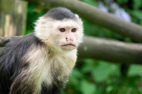 最新 Baby Capuchin Monkey Monkey For Sale 100 165324
