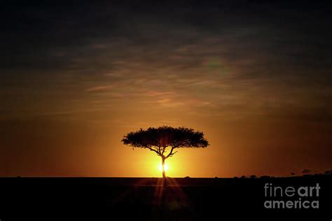 Single Acacia Tree On The Horizon At Sunrise In The Masai Mara