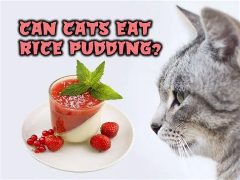 Can Cats Eat Rice Pudding Walk With Cat