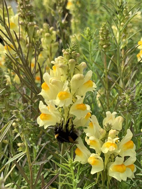 Linaria vulgaris - D'arcy and Everest