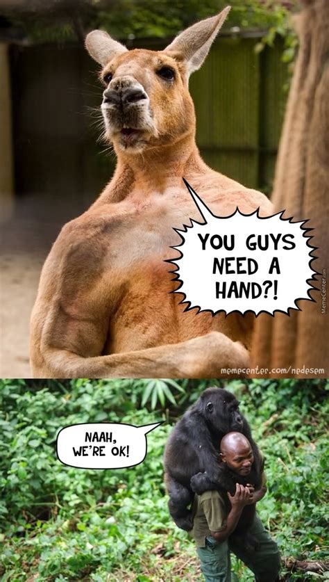 Collection by vernon fields • last updated 10 weeks ago. 45 Most Funny Kangaroo Meme Photos And Images