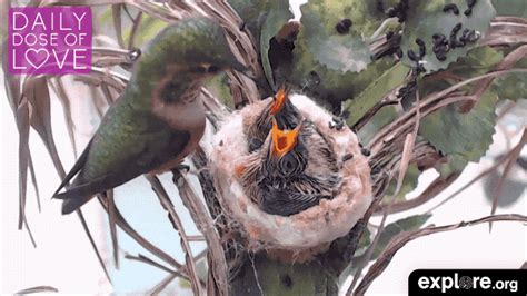 Baby Birds S Find And Share On Giphy