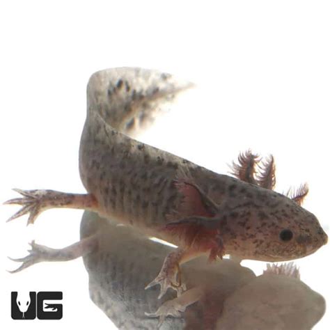 Sub Adult Axanthic Axolotls Ambystoma Mexicanum For Sale