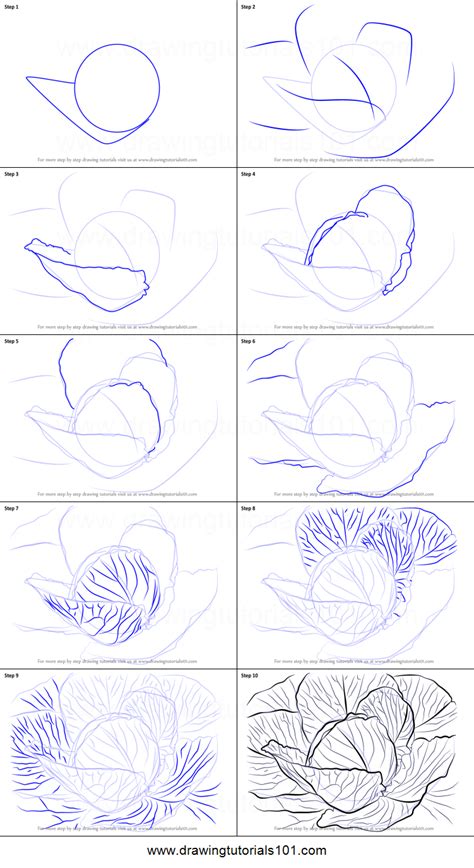 How to draw a tomato? How to Draw a Cabbage printable step by step drawing sheet ...