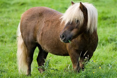 Shetland Pony in Cuerden Valley Park | A Shetland Pony in Cu… | Flickr