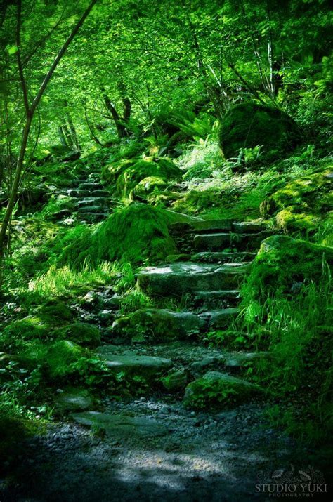 Forest Photography Mystic Green Stairs Mystical Pathway