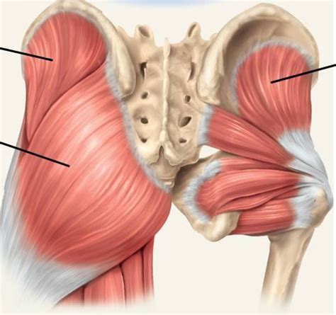 Back Pain Archives Hip Flexor Gluteal Muscles Glute Medius